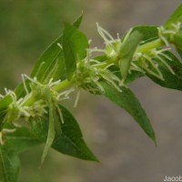 Gonostegia pentandra var. wightii (Benn.) Pull. & Karupp.